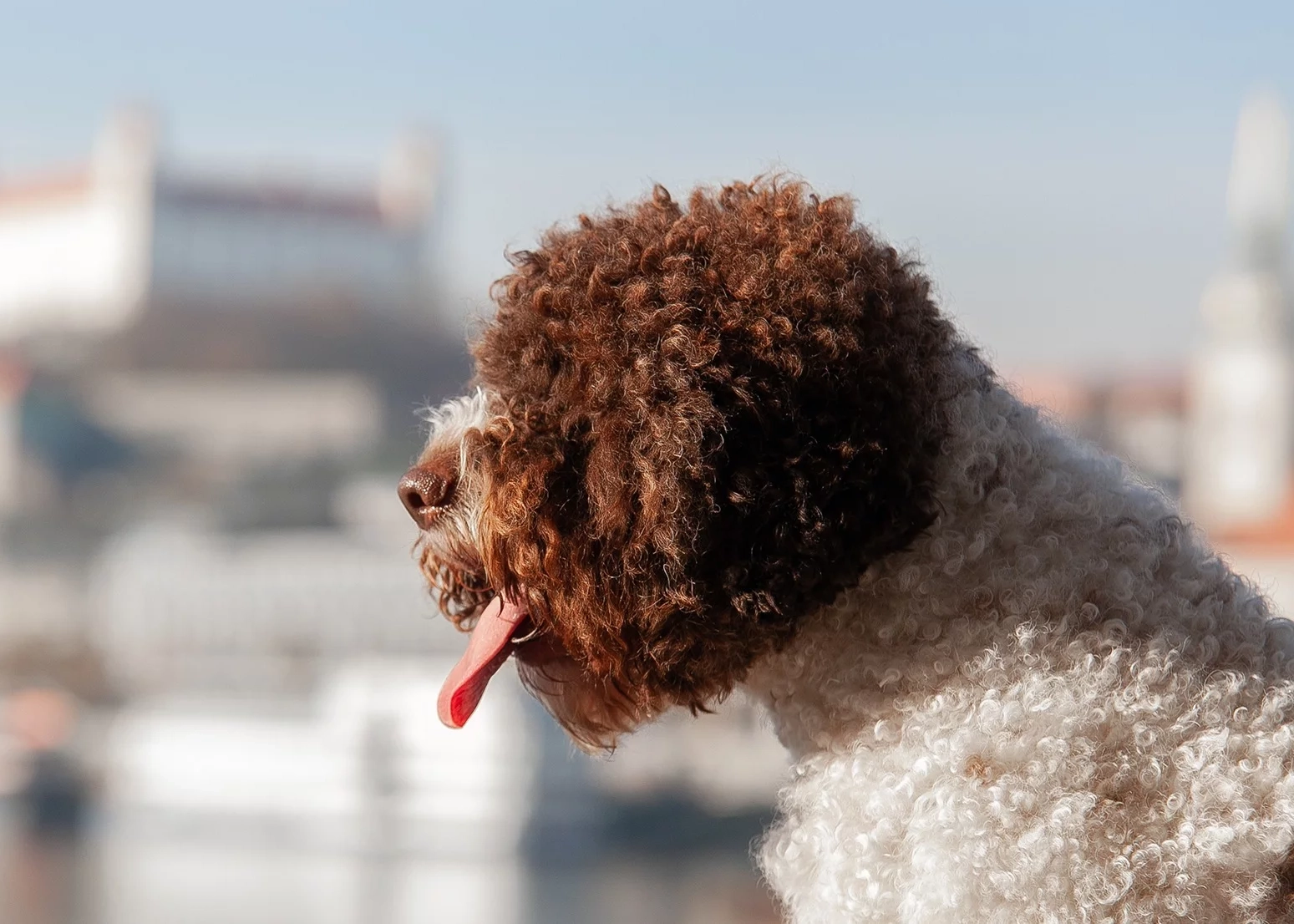 Lagotto Romagnolo – prirodzený výraz hlavy