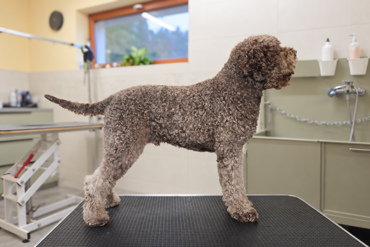 Lagotto Romagnolo po úprave v salóne Voňavé labky