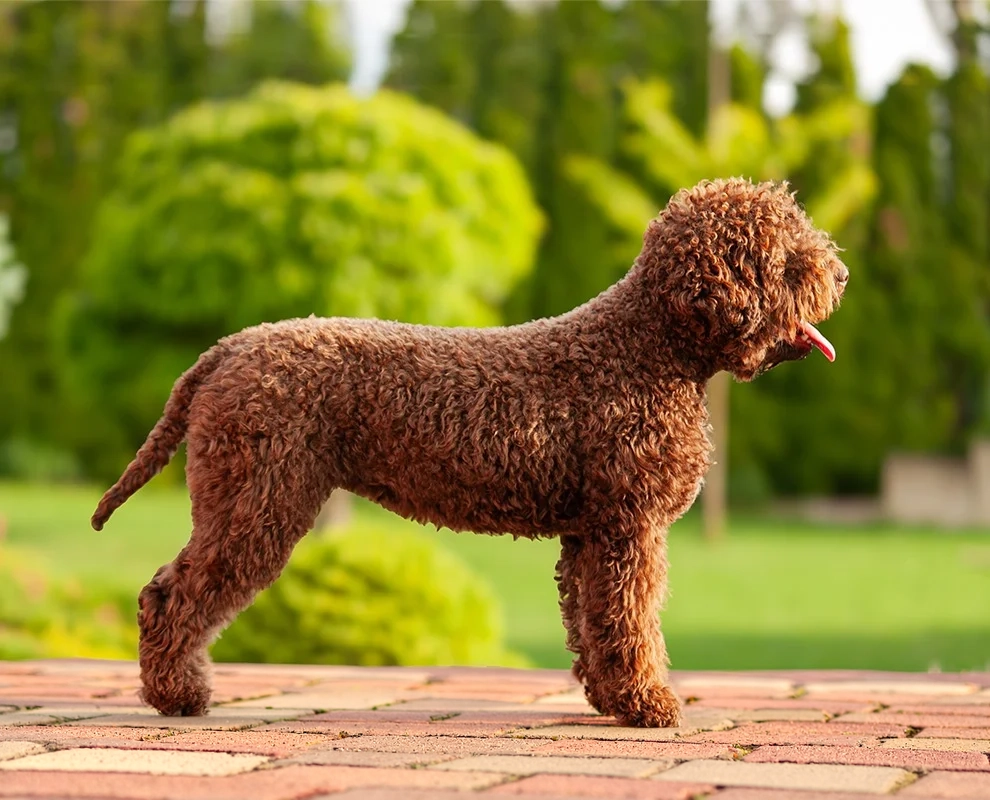 Lagotto Romagnolo Emily – prirodzená silueta a úprava srsti