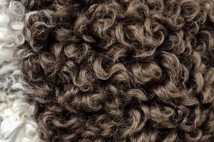 Detail prirodzene kučeravej srsti Lagotto Romagnolo