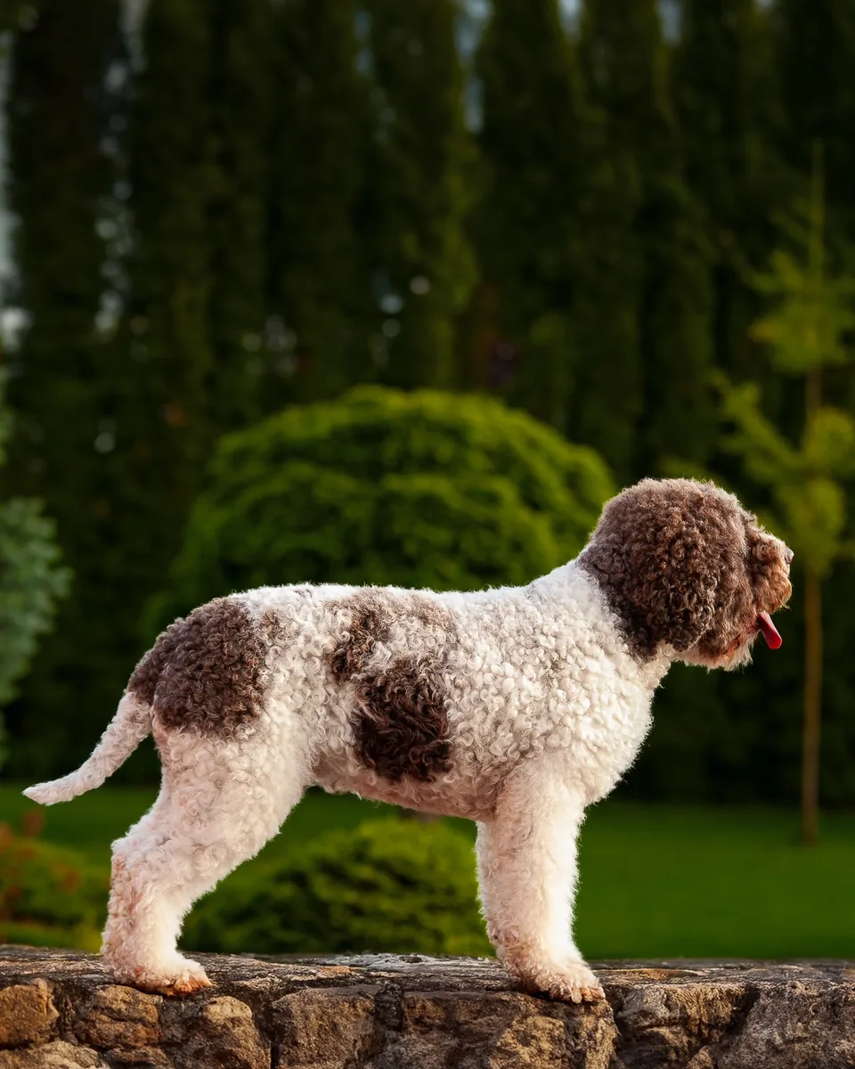 Melissa, Lagotto Romagnolo, v postoji po úprave srsti