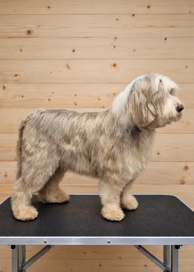 Bearded Collie po profesionálnej úprave