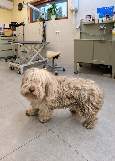 Bearded Collie pred profesionálnou úpravou
