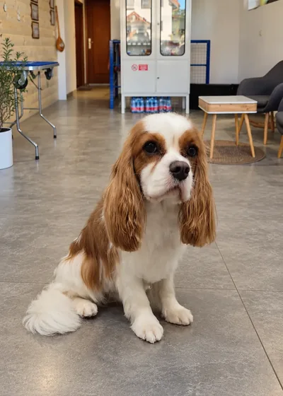 Cavalier King Charles Spaniel po profesionálnej úprave