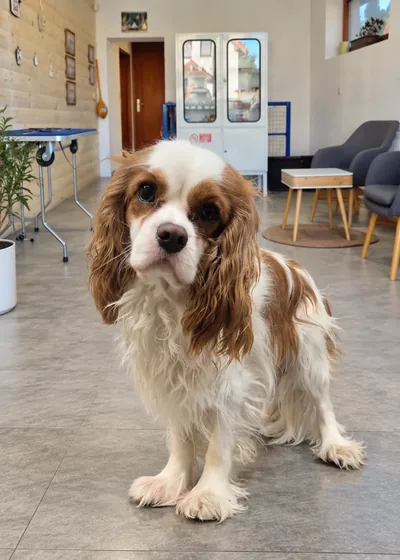 Cavalier King Charles Spaniel pred profesionálnou úpravou